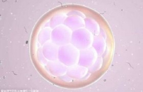 泰国的杰特宁医院试管婴儿费用多少？一代二代分别需要多少预算？